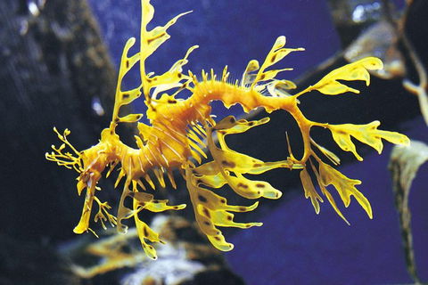 SEA LIFE Melbourne Aquarium Admission Ticket - Accommodation QLD 19