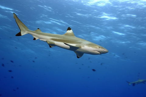 SEA LIFE Melbourne Aquarium Admission Ticket - Accommodation QLD 21