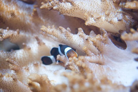 SEA LIFE Melbourne Aquarium Admission Ticket - Accommodation QLD 16