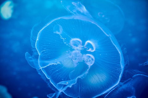 SEA LIFE Melbourne Aquarium Admission Ticket - Accommodation QLD 22