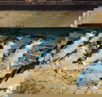 Half Day Phillip Island Penguin Parade PLUS Tour - Accommodation QLD