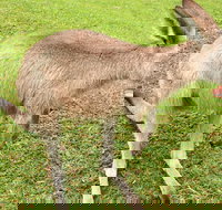 2 Day Exclusively Private Tour Of Phillip Island  The Penguin Parade - Accommodation QLD