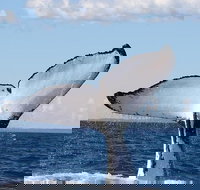 Phillip Island Whale Watching Tour - Accommodation QLD