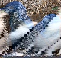 Day Tour of Phillip Island Nature Parks  Penguins - Accommodation QLD