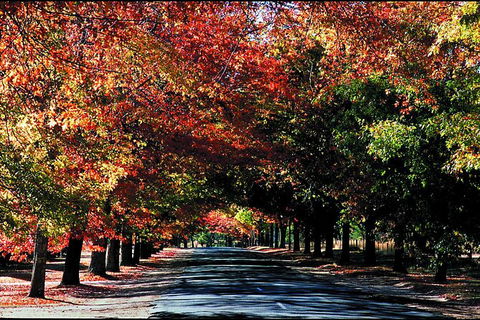 Macedon Ranges Small Group Wine Tour With 2 Course Lunch And Morning Tea - Accommodation QLD 3