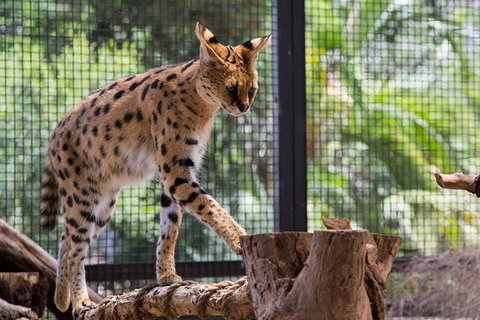 African Cat Encounter At Werribee Open Range Zoo - Accommodation QLD 0