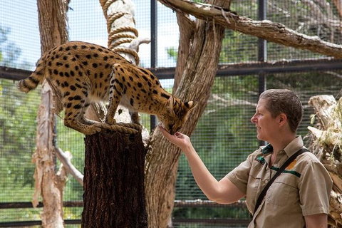 African Cat Encounter At Werribee Open Range Zoo - Accommodation QLD 4