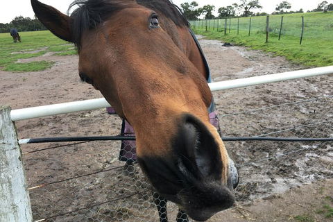 Living Legends And Lunch - Accommodation QLD 2