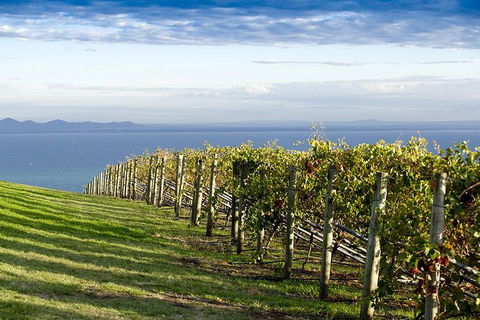 Around The Bay Food And Wine Taste Trail - Accommodation QLD 5