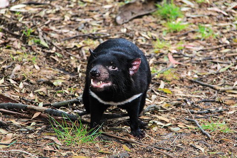 5-Day Best Of Tasmania Tour From Hobart - Accommodation QLD 8