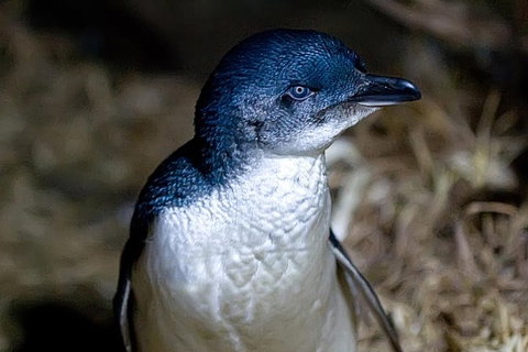 Bonnet Island Experience Departing From Strahan - Accommodation QLD 0