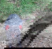 South East Food Sightseeing Private Tour with the Tasmanian Devil Unzoo - Accommodation QLD