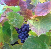 Wine at the weekend Tour from Hobart - Accommodation QLD