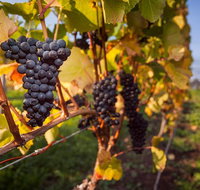 Half Day Tamar Valley Wine Tour - Accommodation QLD