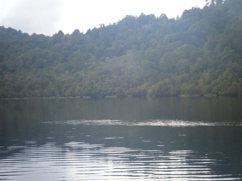 Gordon River Cruise Departing From Strahan - Accommodation QLD 23