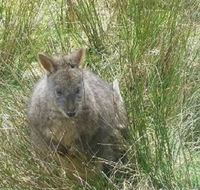 Leven Canyon Day Trip Including Wings Wildlife Park or Gunns Plains Caves from Devonport Ulverstone or Burnie - Accommodation QLD