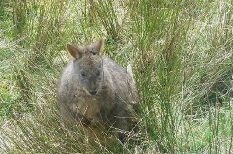 Leven Canyon Day Trip Including Wings Wildlife Park Or Gunns Plains Caves From Devonport, Ulverstone Or Burnie - Accommodation QLD 0