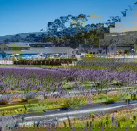 Private Tasman Peninsula Cruise Ship Tour from Port Arthur - Accommodation QLD