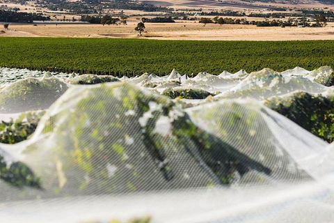 A Sommelier Guided Tour: Thursday Afternoon Wine Gin Cheese & Cocktails - Accommodation QLD 5