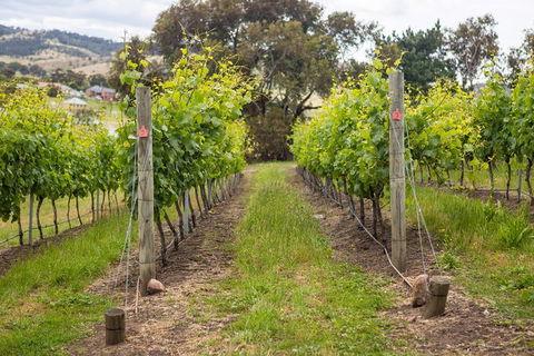 A Sommelier Guided Tour: Thursday Afternoon Wine Gin Cheese & Cocktails - Accommodation QLD 3