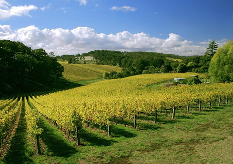 McLaren Vale And Glenelg Wine Tasting And Sightseeing (Half-day Afternoon) - Accommodation QLD 3