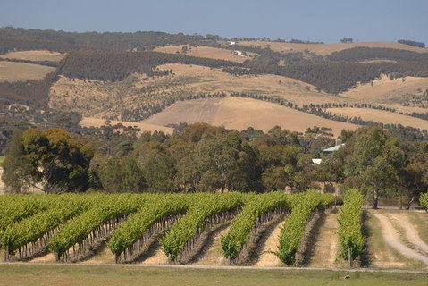 McLaren Vale And Glenelg Wine Tasting And Sightseeing (Half-day Afternoon) - Accommodation QLD 9