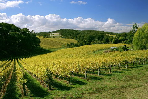 McLaren Vale And Glenelg Wine Tasting And Sightseeing (Half-day Afternoon) - Accommodation QLD 6