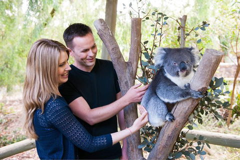 Adelaide Central Market With Cleland Wildlife Park And Mount Lofty Summit - Accommodation QLD 1