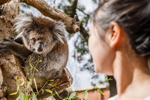 Adelaide Zoo Behind The Scenes Experience: Koala Encounter - Accommodation QLD 0