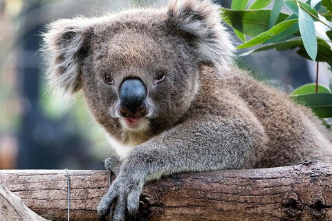 Adelaide Zoo Behind The Scenes Experience: Koala Encounter - Accommodation QLD 1