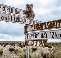 Private Port Lincoln Day Tour Tasting Eyre - Accommodation QLD