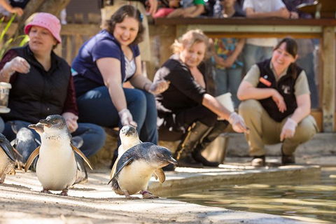 Adelaide Zoo Behind The Scenes Experience: Penguins In Person - Accommodation QLD 0