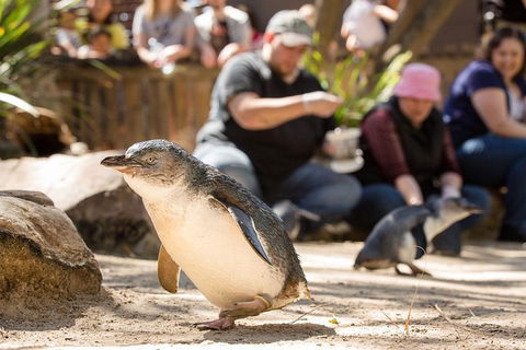 Adelaide Zoo Behind The Scenes Experience: Penguins In Person - Accommodation QLD 1