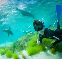Half-Day Sea Lion Snorkeling Tour from Port Lincoln - Accommodation QLD
