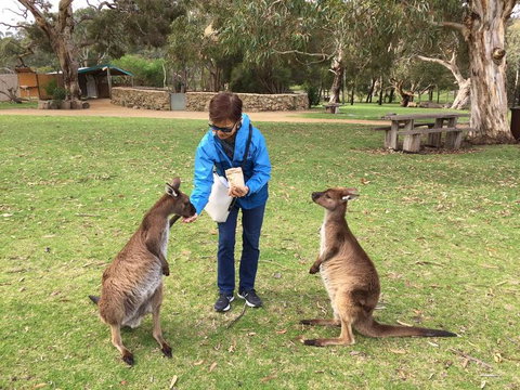 Adelaide Highlights And Hahndorf Tour With Optional River Cruise - Accommodation QLD 3