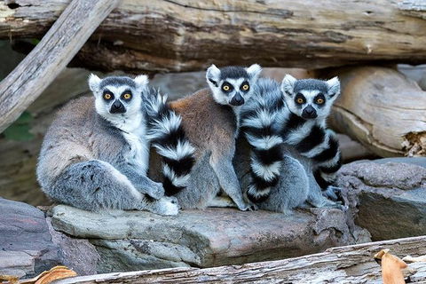 Adelaide Zoo Behind The Scenes Experience: Lemur Feeding - Accommodation QLD 1