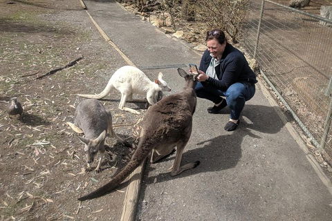 A Taste Of Adelaide And Hahndorf By Car Private Tour. - Accommodation QLD 8