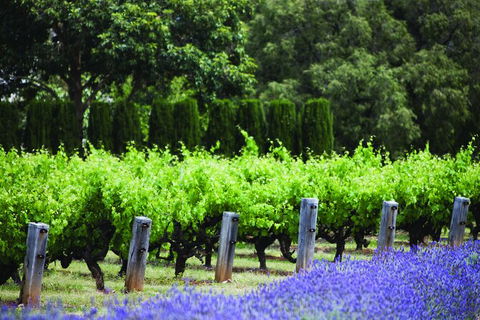 Ultimate Penfolds Magill Estate Experience - Accommodation QLD 4