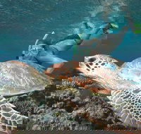 Great Barrier Reef Sailing and Snorkeling Cruise from Port Douglas - Accommodation QLD