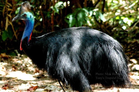 Daintree Rainforest, Cape Tribulation, Mossman Gorge In A Day - Accommodation QLD 1
