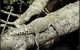 Daintree Rainforest, Cape Tribulation, Mossman Gorge In A Day - thumb 4