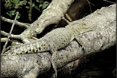 Daintree Rainforest, Cape Tribulation, Mossman Gorge In A Day - Accommodation QLD 4