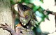 Daintree Rainforest, Cape Tribulation, Mossman Gorge In A Day - thumb 8