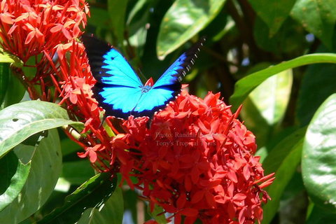 Daintree Rainforest, Cape Tribulation, Mossman Gorge In A Day - Accommodation QLD 9