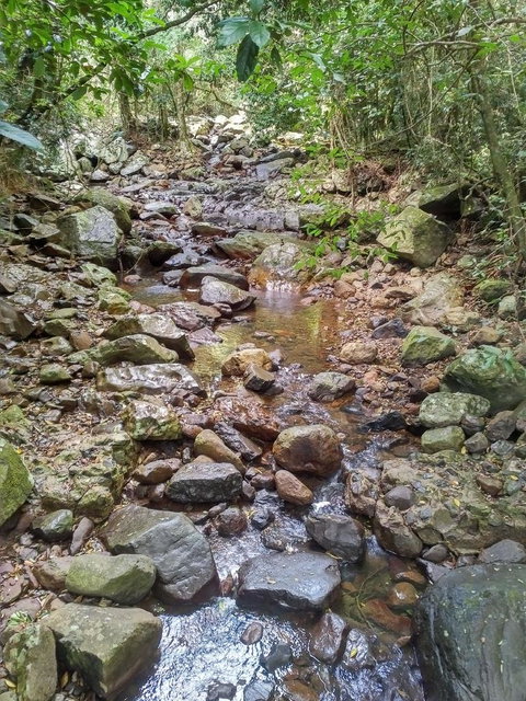 Springbrook AndTamborine Rainforest Tour Incl Natural Bridge And Glow Worm Cave - Accommodation QLD 4