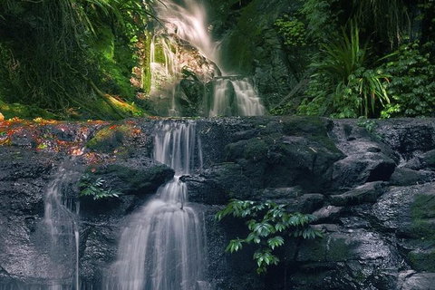 Springbrook AndTamborine Rainforest Tour Incl Natural Bridge And Glow Worm Cave - Accommodation QLD 1