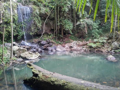 Springbrook AndTamborine Rainforest Tour Incl Natural Bridge And Glow Worm Cave - Accommodation QLD 3