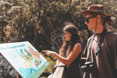 Springbrook AndTamborine Rainforest Tour Incl Natural Bridge And Glow Worm Cave - Accommodation QLD 18