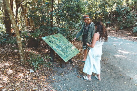 Springbrook AndTamborine Rainforest Tour Incl Natural Bridge And Glow Worm Cave - Accommodation QLD 16