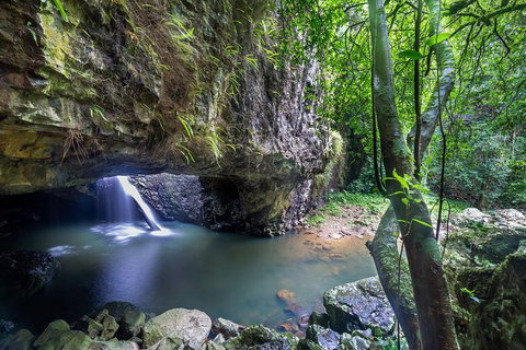 Springbrook AndTamborine Rainforest Tour Incl Natural Bridge And Glow Worm Cave - Accommodation QLD 8